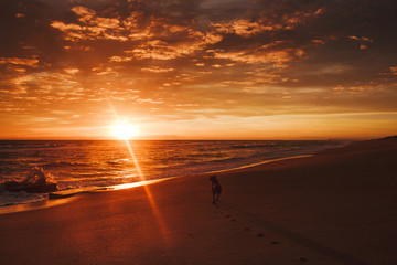 sunrise dog walk at beach