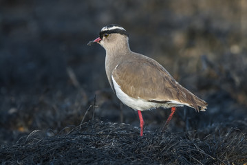 Crowned plover