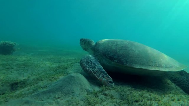 Green Sea Turtle (Chelonia mydas) eats the sea grass on a sundy bottom, Red sea, Marsa Alam, Abu Dabab, Egypt
