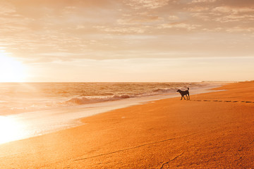 Fototapeta na wymiar dog walk on beach 3