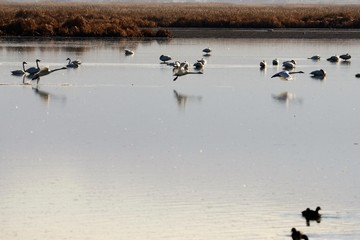 Tundra Swan