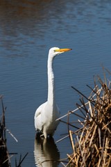 Great Egret