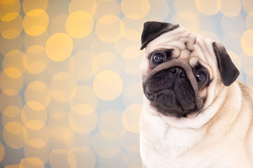 pug dog over christmas background with lights