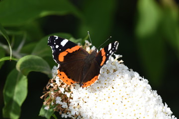 Schmetterlng Admiral auf Sommerflieder