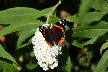 Schmetterlng Admiral auf Sommerflieder