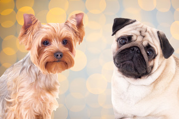 yorkshire terrier and pug dog over christmas background with lights