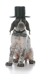 male puppy wearing bowtie