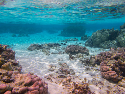 Nager dans la barrière de corail