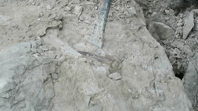 collecting fossilized belemnite. hammering belemnite out of chalk rock