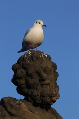 M&ouml;we auf dem kopf einer Statue, lustiges Tierfoto