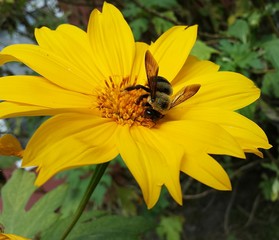 Bumblebee on yellow heliopsis flower in Florida nature