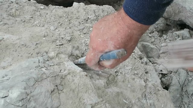 collecting fossilized belemnite. hammering belemnite out of chalk rock