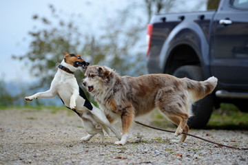 the attack, longhaired shepherd dog attacking a young terrier