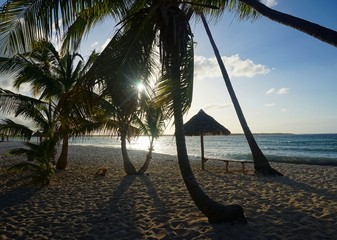 Palmen am Strand von Santa Lucia, Kuba, Karibik