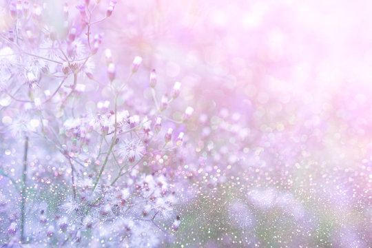 Fototapeta grass flower field in spring background with sunlight in purple pastel tone