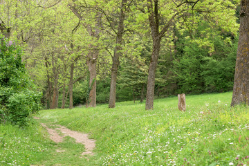 Footpath in a forest