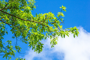 Green leaves branch against blue sky and clouds nature background 