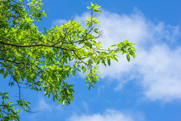 Green leaves branch against blue sky and clouds nature background 