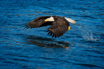 Eagle in Flight, Alaska
