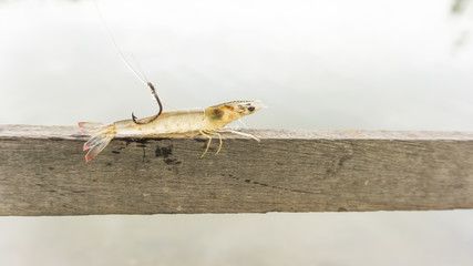 white shrimp baited on the hook
