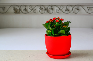 Red pot flower Kalanchoe in the interior of the room