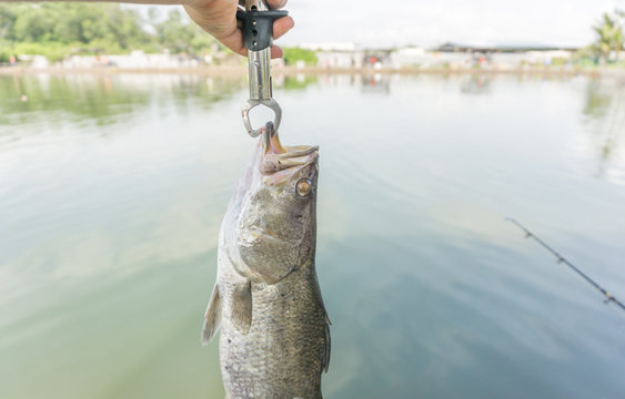 Hand Showing Barramundi, Silver Perch Fish Caught