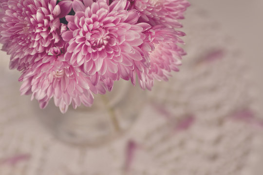 Chrysanthemum