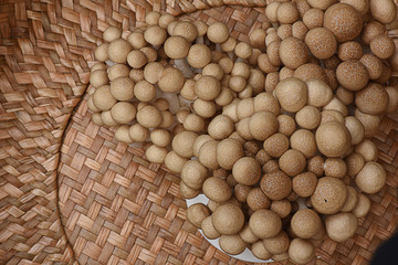 Brown Beech Mushroom