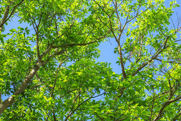 Fototapeta premium Green leaves branch against blue sky and clouds nature background 