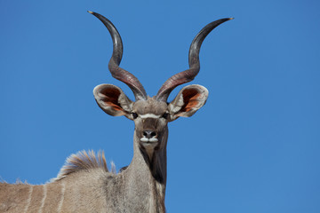 Kudu im Kgalagadi Transfrontier Park