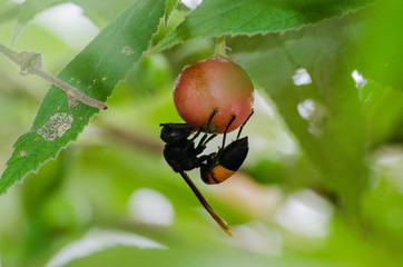 A insect eating fruit.