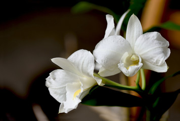 Fototapeta na wymiar Dendrobium formosum