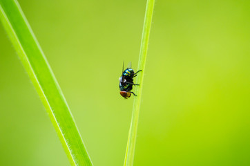 A fly on grass.