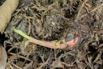 Banana rhizome put on wet floor