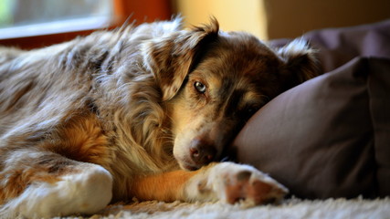 she´s got the look, cute shepherd dog lying in the sun