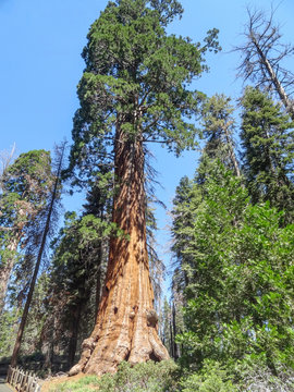 Sequoia National Park © PRILL Mediendesign
