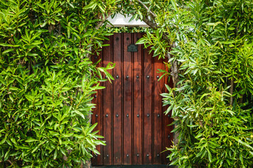 Pretty wooden door surrounded by green plants