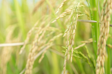 closeup rice field in countryside Thailand, landscape of rice paddy in the morning with copy space