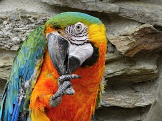 bunter papagei im Vogelpark