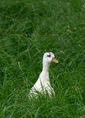 Ducking in Grass