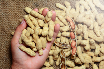stack of peanuts and peeled peanuts on  old brown hemp sack with   a hand holding peanuts