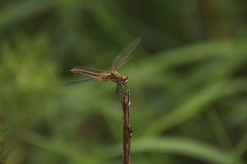 Dragonfly sits on a green plant. Insect, wild nature, animals, fauna, flora, plants, beauty, entomology, biology   
