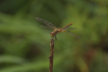 Dragonfly sits on a green plant. Insect, wild nature, animals, fauna, flora, plants, beauty, entomology, biology 
