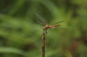 Dragonfly sits on a green plant. Insect, wild nature, animals, fauna, flora, plants, beauty, entomology, biology   