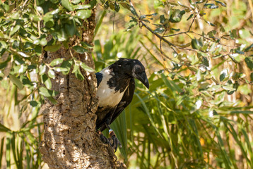 African Pied Crow bird (Corvus albus)