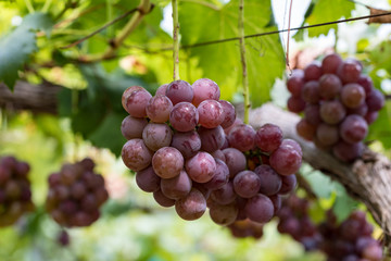 樹上の葡萄の実