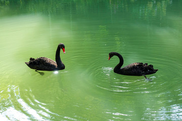 Black swans on a pond
