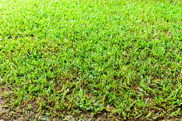 playground, Green lawn pattern, Green grass natural background.