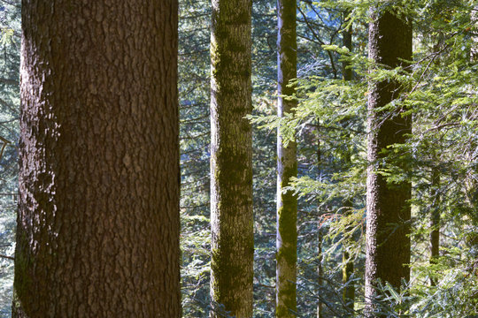 Emmentaler Plenterwald mit m&auml;chtigen Fichten