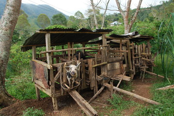 Cage à cochon, Florès, Indonésie